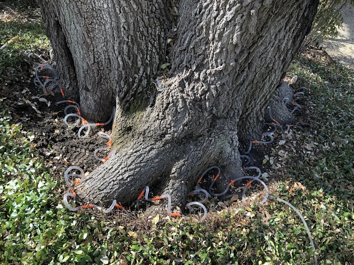 Detailed Tree Cabling and Bracing job site in Hamden